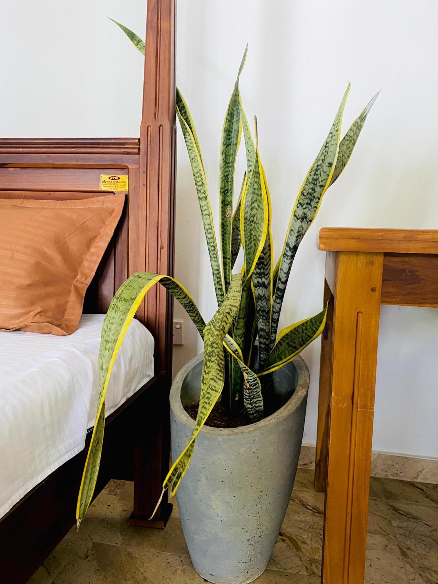 Sasmika Villa Surf And Yoga Hostel Weligama Ngoại thất bức ảnh